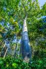 Very tall cup tree, Honolulu, Oahu, Hawaii. Native to South America now around the world. Art Print